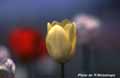 Yerrow Tulip