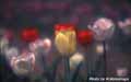 Yerrow Tulips